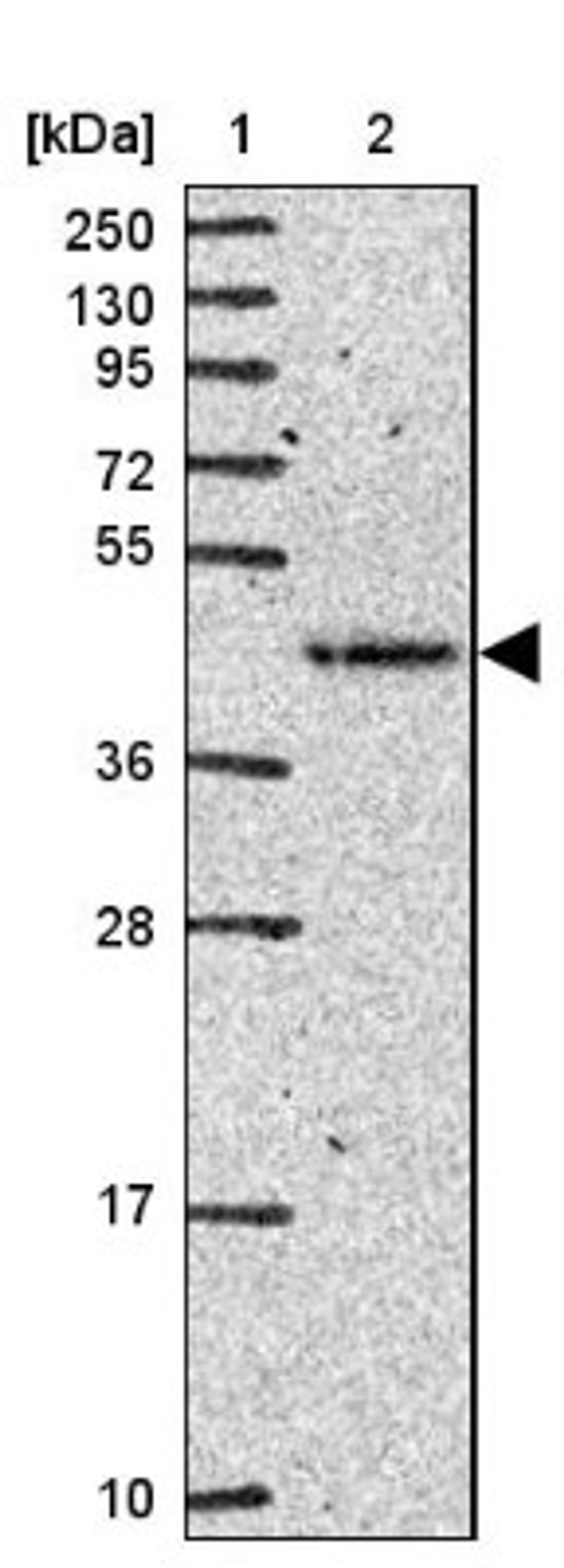 Western Blot: FUT10 Antibody [NBP2-31571] - Lane 1: Marker [kDa] 250, 130, 95, 72, 55, 36, 28, 17, 10<br/>Lane 2: Human cell line RT-4