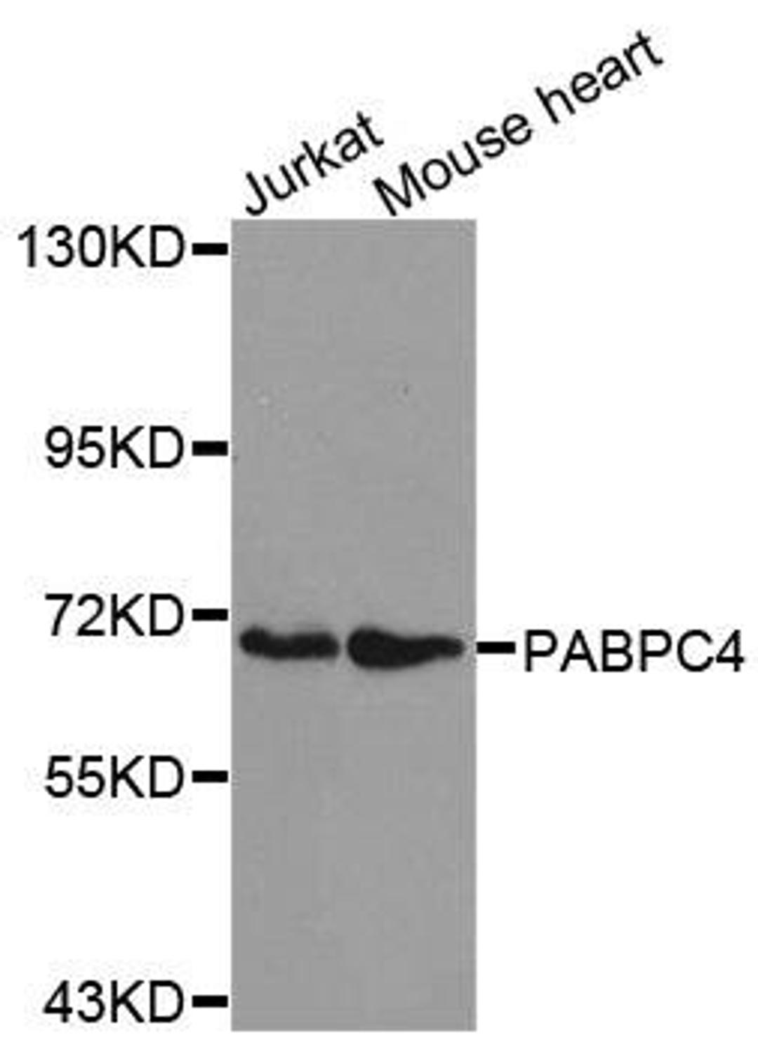 Western blot analysis of extracts of various cell lines using PABPC4 antibody