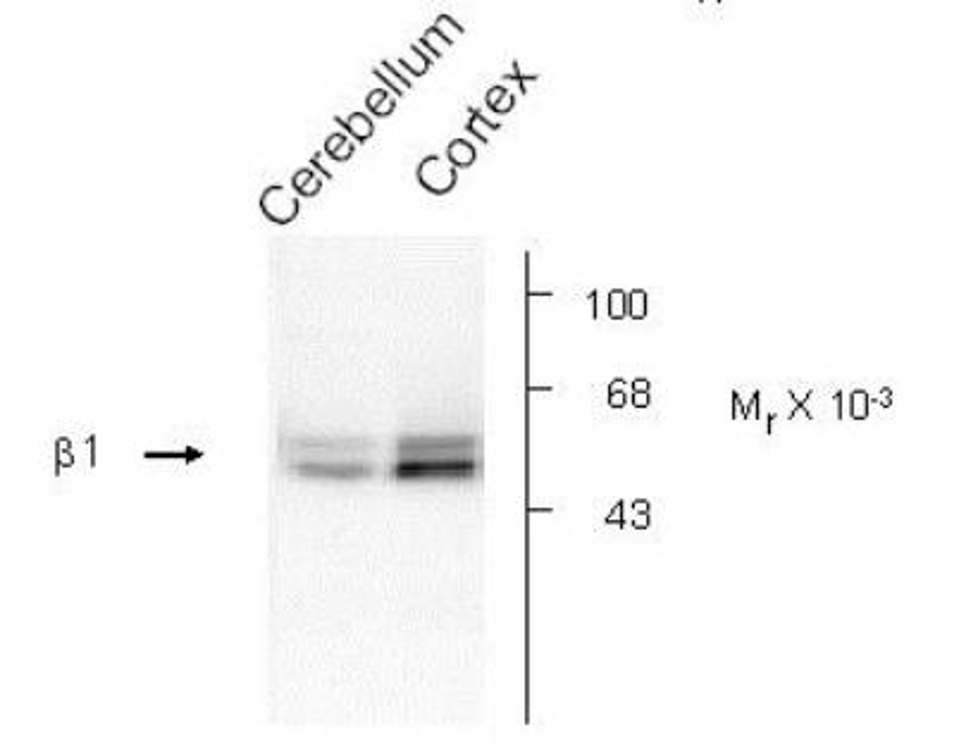 Western Blot: GABA-A R beta 1 Antibody [NB300-197] - Rat cerebellar (Cb) and hippocampal (Hipp) lysates showing specific immunolabeling of the ~55k beta 1-subunit of the GABA-A R beta 1 Antibody.