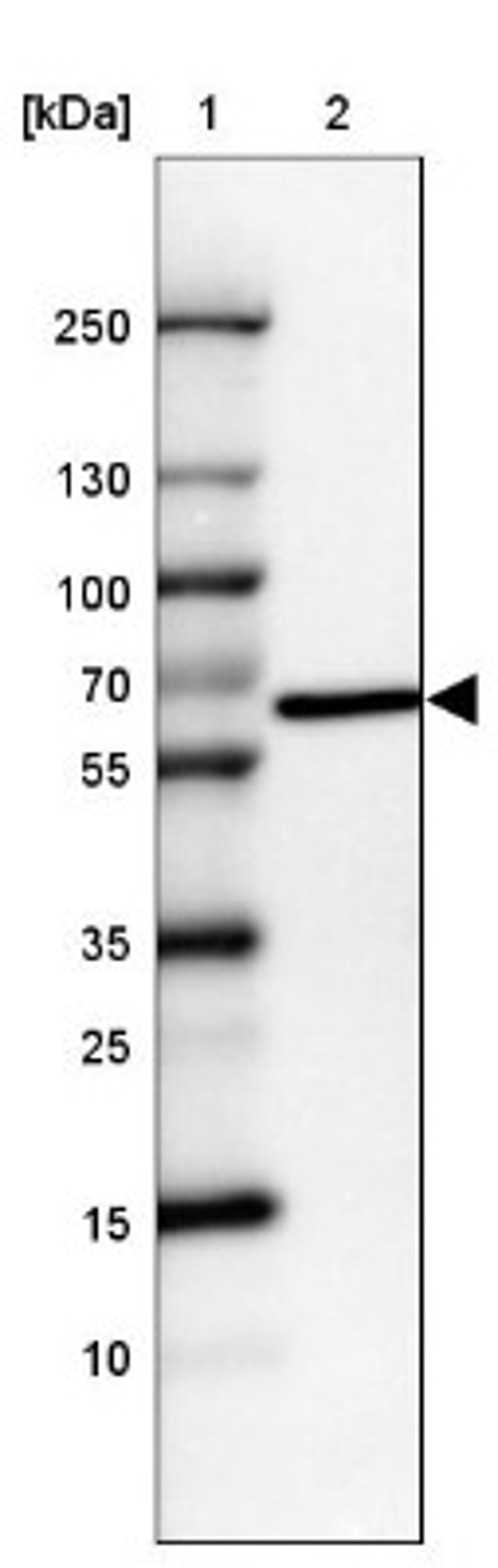 Western Blot: U2AF2 Antibody [NBP2-33397] - Lane 1: Marker [kDa] 250, 130, 100, 70, 55, 35, 25, 15, 10<br/>Lane 2: HEK 293