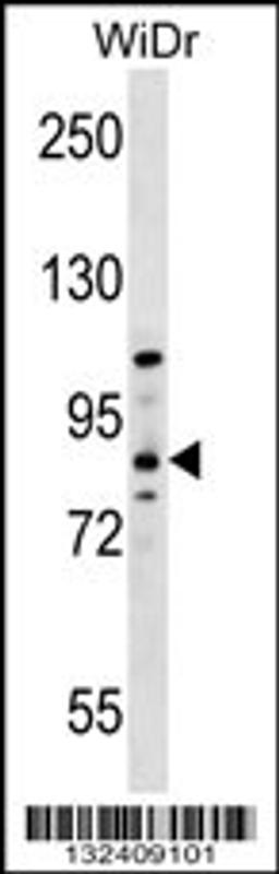 Western blot analysis in WiDr cell line lysates (35ug/lane).