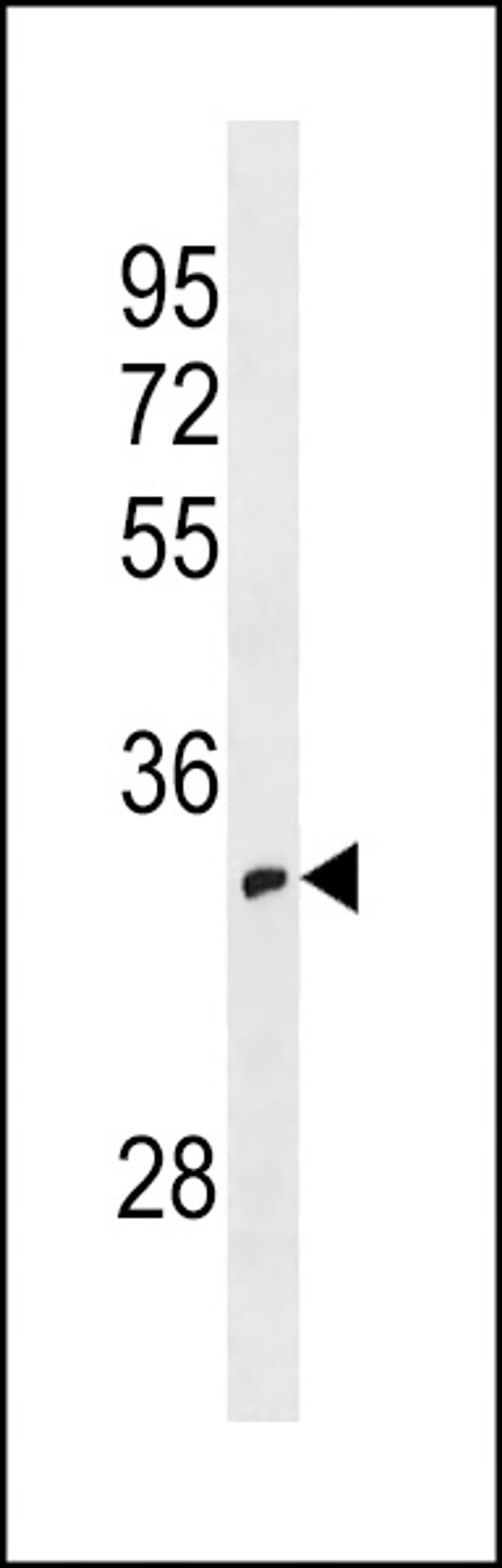 Western blot analysis in 293 cell line lysates (35ug/lane).