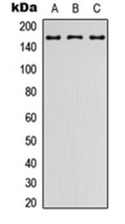 Western blot analysis of HEK293T (Lane 1), Raw264.7 (Lane 2), PC12 (Lane 3) whole cell lysates using LPHN2 antibody