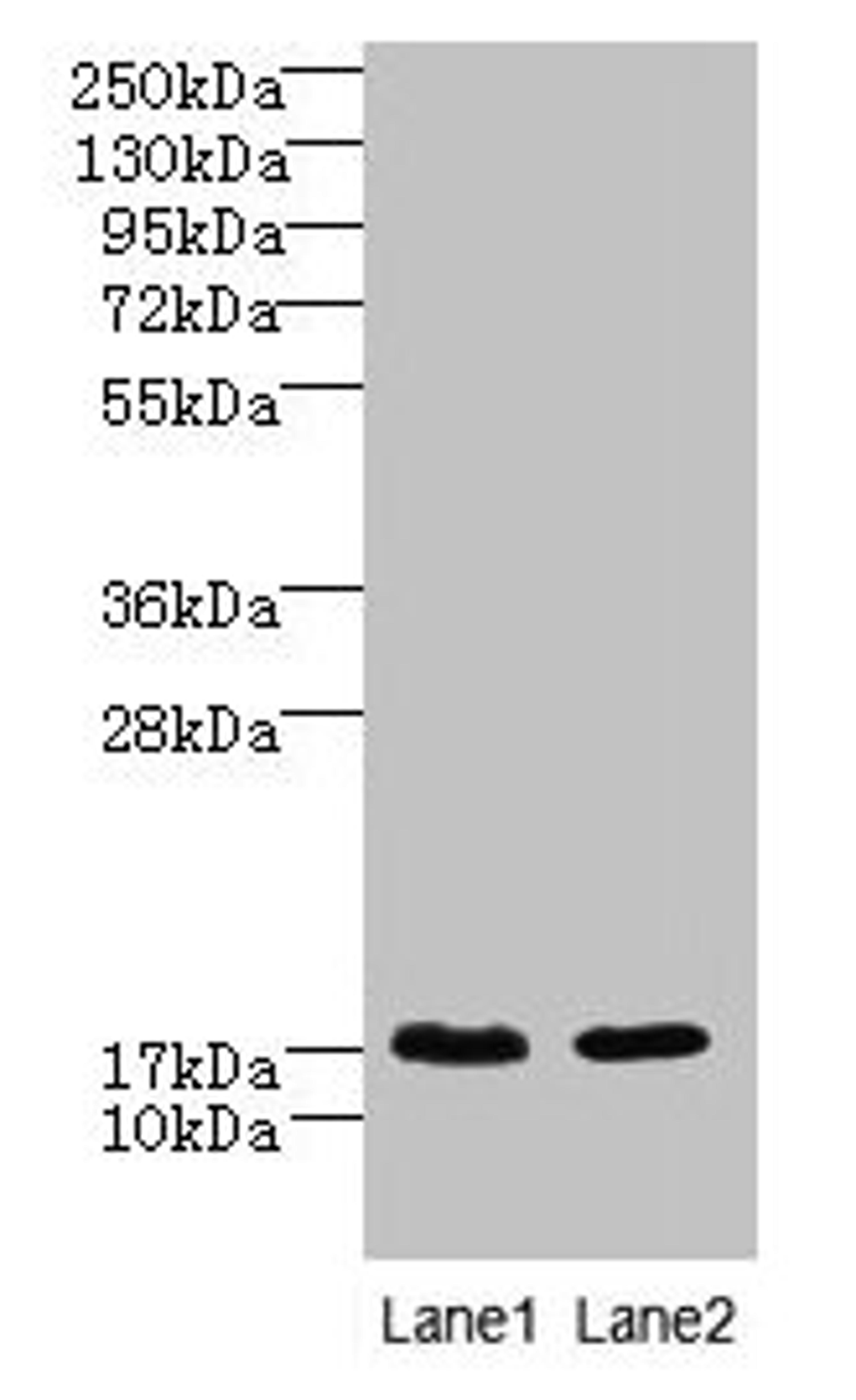 Western blot. All lanes: CNIH4 antibody at 0.3µg/ml. Lane 1: A431 whole cell lysate. Lane 2: U251 whole cell lysate. Secondary. Goat polyclonal to rabbit IgG at 1/10000 dilution. Predicted band size: 17, 11 kDa. Observed band size: 17 kDa
