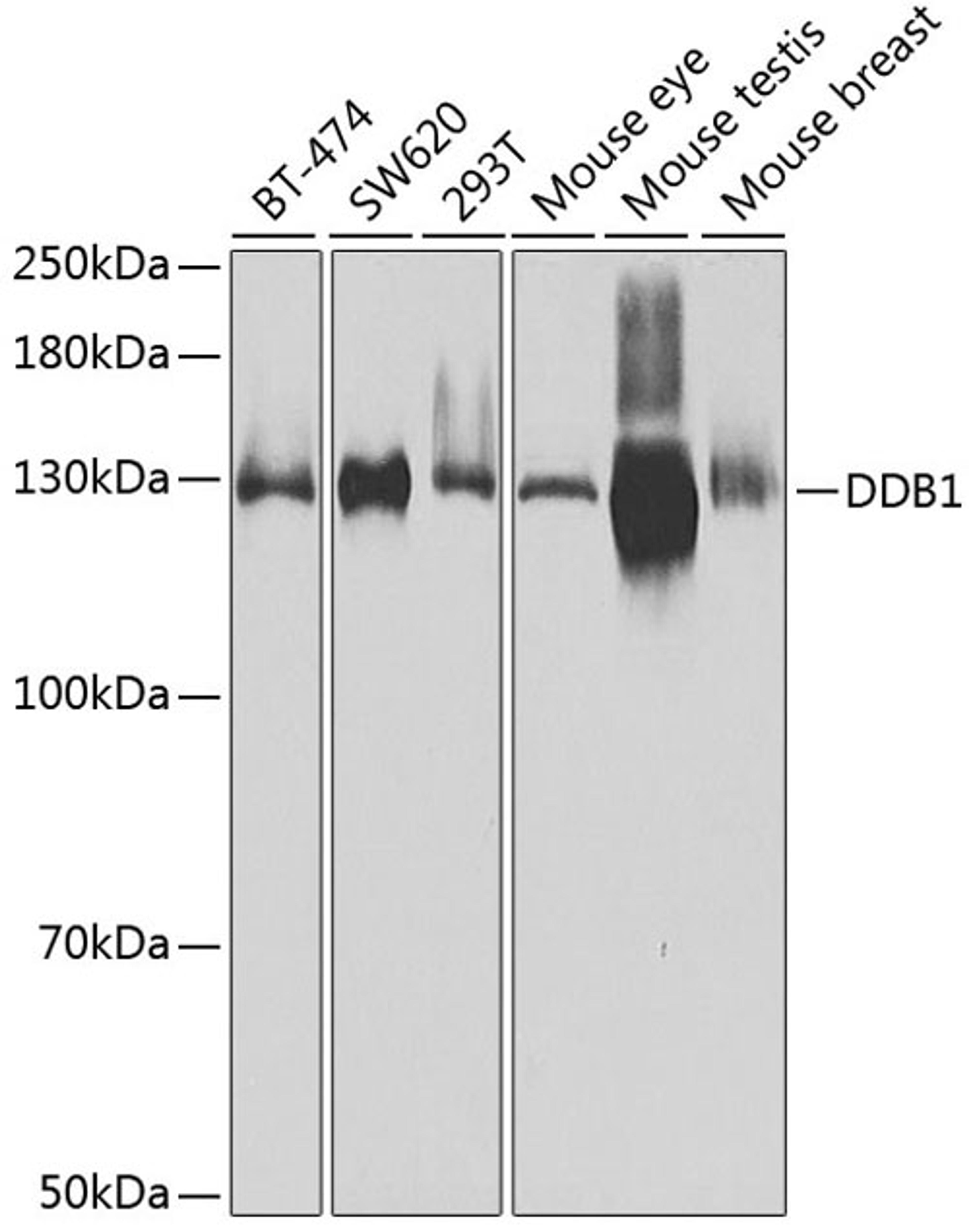 Western blot - DDB1 Antibody (A2896)