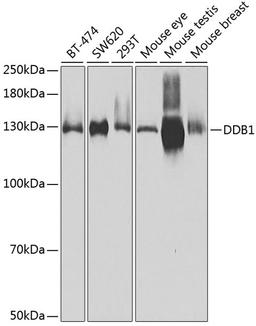 Western blot - DDB1 Antibody (A2896)