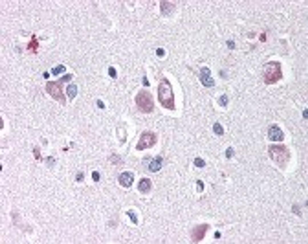 Immunohistochemistry staining of DLL1 in brain tissue using DLL1 Antibody.