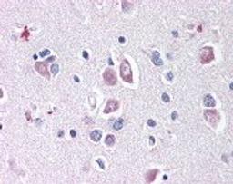 Immunohistochemistry staining of DLL1 in brain tissue using DLL1 Antibody.