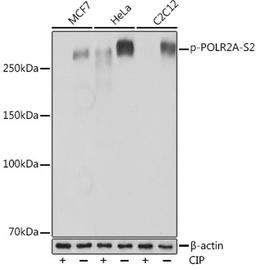 Western blot - Phospho-POLR2A-S2 Rabbit mAb (AP0996)