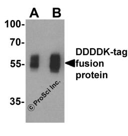 Western blot analysis of a DDDDK-tag-containing recombinant protein with DDDDK-tag antibody at (A) 0.125 and (B) 0.25 μg/ml.