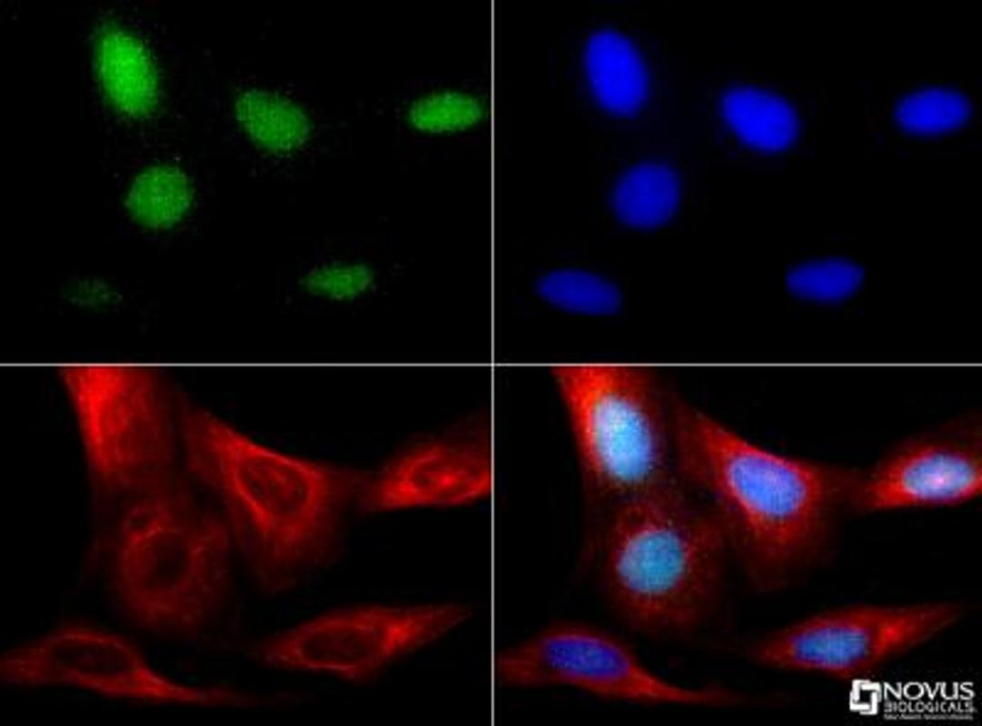 Immunocytochemistry/Immunofluorescence: RBFOX3/NeuN Antibody [NBP1-77686] - NeuN antibody was tested in U2OS cells with Dylight 488 (green). Nuclei and alpha-tubulin were counterstained with DAPI(blue) and Dylight 550 (red).