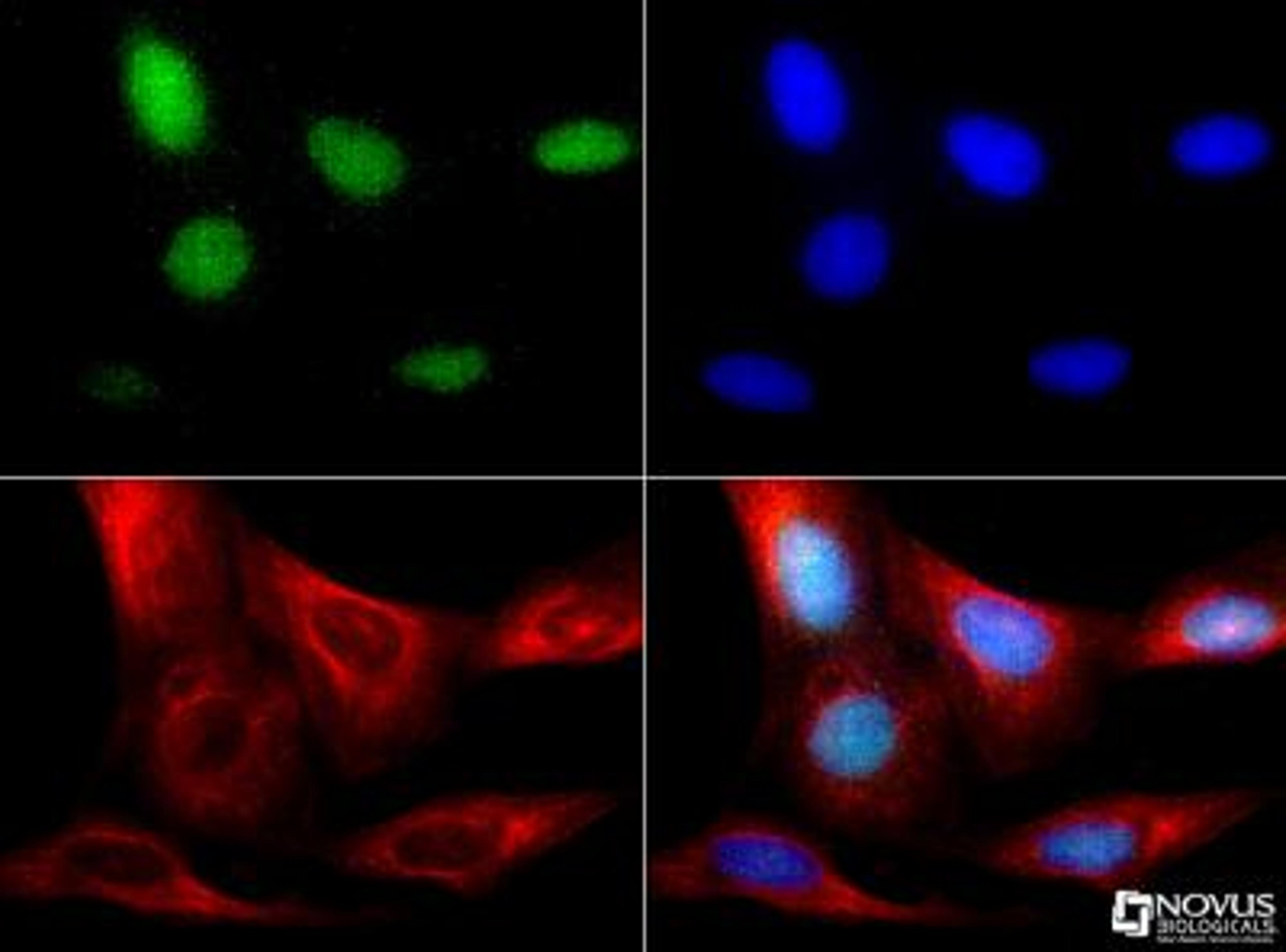 Immunocytochemistry/Immunofluorescence: RBFOX3/NeuN Antibody [NBP1-77686] - NeuN antibody was tested in U2OS cells with Dylight 488 (green). Nuclei and alpha-tubulin were counterstained with DAPI(blue) and Dylight 550 (red).