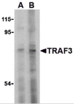 Western blot analysis of TRAF3 in HeLa cell lysate with TRAF3 antibody at (A) 2 and (B) 4 μg/mL.