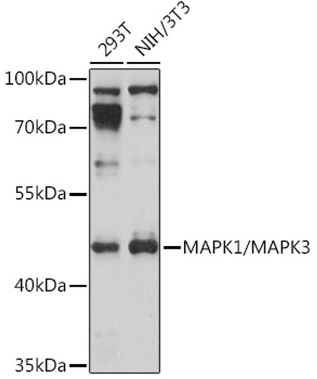 Western blot - MAPK1/MAPK3 Rabbit pAb (A17291)