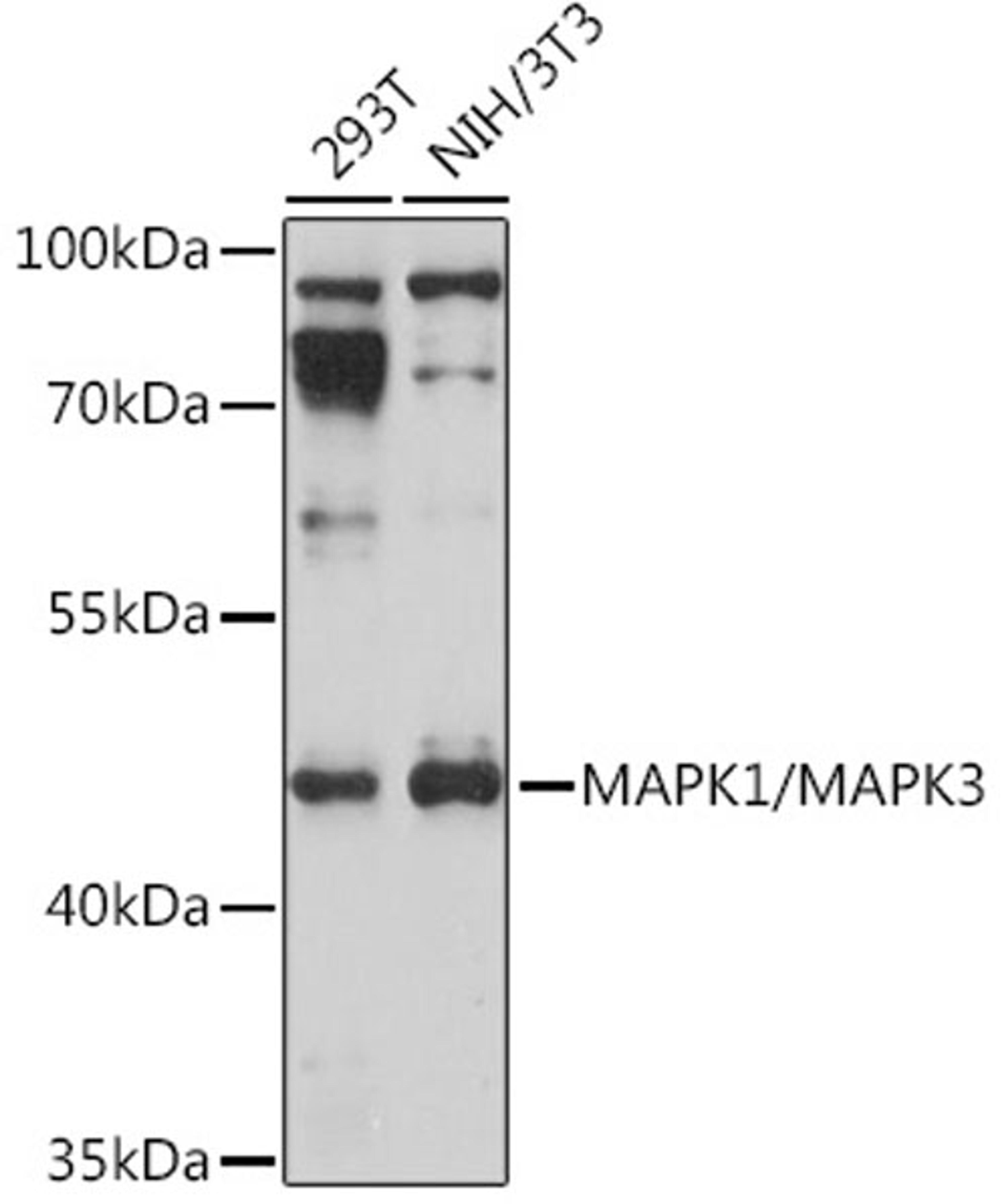 Western blot - MAPK1/MAPK3 Rabbit pAb (A17291)