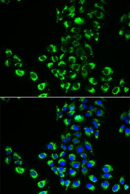 Immunofluorescence - EIF5B antibody (A5888)