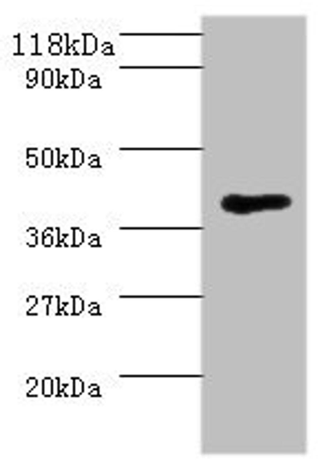 Western blot. All lanes: MHT1 antibody at 2µg/ml + 293T whole cell lysate. Secondary. Goat polyclonal to rabbit IgG at 1/10000 dilution. Predicted band size: 37 kDa. Observed band size: 37 kDa