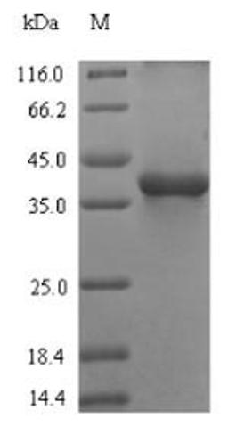 (Tris-Glycine gel) Discontinuous SDS-PAGE (reduced) with 5% enrichment gel and 15% separation gel.