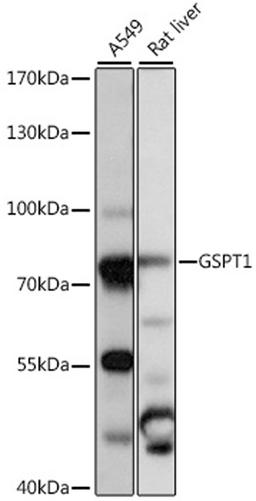 Western blot - GSPT1 antibody (A16214)