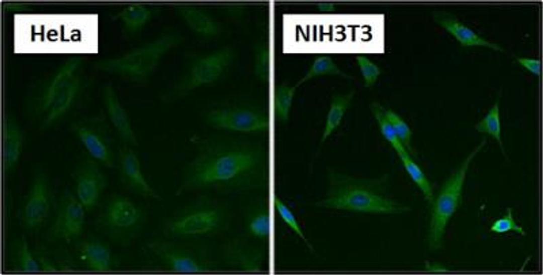 Immunocytochemistry/Immunofluorescence: Hsp70 / Hsc70 Antibody (13D3) [NB120-2788] - Formalin fixed cells were permeabilized with 0.1% Triton X-100 in TBS for 10 minutes at room temperature and blocked with 1% Blocker BSA for 15 minutes at room temperature. Cells were probed with a HSP70 monoclonal antibody at a dilution of 1:50 for at least 1 hour at room temperature, washed with PBS, and incubated with DyLight 488 goat anti-mouse IgG secondary antibody at a dilution of 1:400 for 30 minutes at room temperature. Nuclei (blue) were stained with Hoechst 33342 dye.