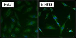 Immunocytochemistry/Immunofluorescence: Hsp70 / Hsc70 Antibody (13D3) [NB120-2788] - Formalin fixed cells were permeabilized with 0.1% Triton X-100 in TBS for 10 minutes at room temperature and blocked with 1% Blocker BSA for 15 minutes at room temperature. Cells were probed with a HSP70 monoclonal antibody at a dilution of 1:50 for at least 1 hour at room temperature, washed with PBS, and incubated with DyLight 488 goat anti-mouse IgG secondary antibody at a dilution of 1:400 for 30 minutes at room temperature. Nuclei (blue) were stained with Hoechst 33342 dye.