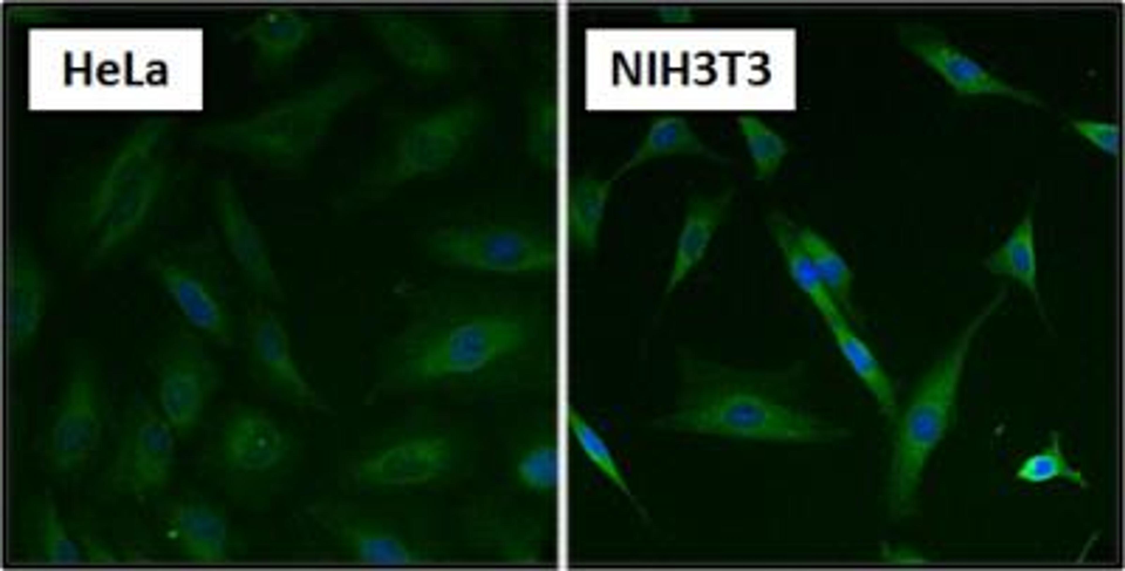 Immunocytochemistry/Immunofluorescence: Hsp70 / Hsc70 Antibody (13D3) [NB120-2788] - Formalin fixed cells were permeabilized with 0.1% Triton X-100 in TBS for 10 minutes at room temperature and blocked with 1% Blocker BSA for 15 minutes at room temperature. Cells were probed with a HSP70 monoclonal antibody at a dilution of 1:50 for at least 1 hour at room temperature, washed with PBS, and incubated with DyLight 488 goat anti-mouse IgG secondary antibody at a dilution of 1:400 for 30 minutes at room temperature. Nuclei (blue) were stained with Hoechst 33342 dye.