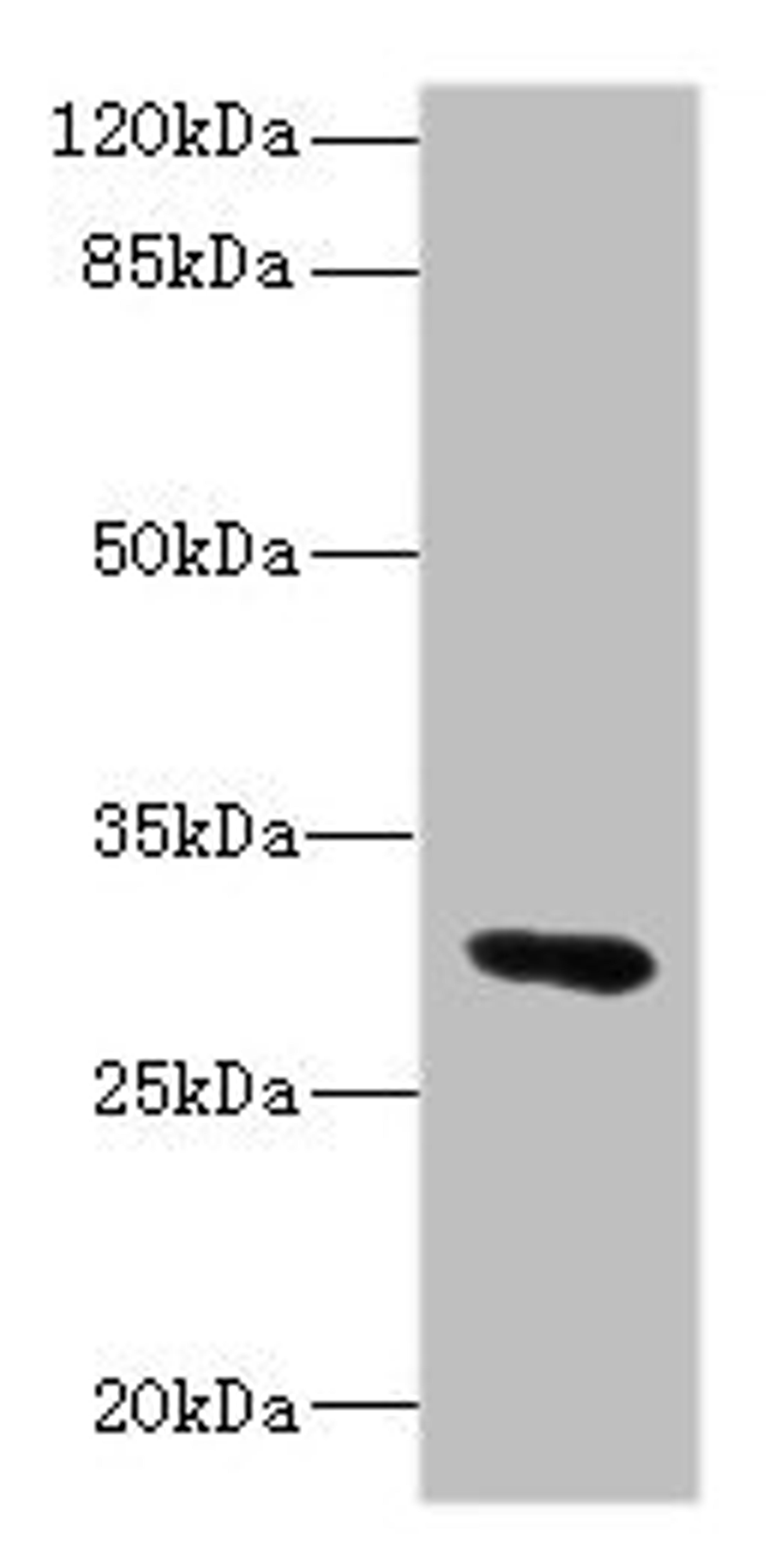 Western blot. All lanes: UPK3A antibody IgG at 1.76ug/ml + Mouse lung tissue. Secondary. Goat polyclonal to rabbit IgG at 1/10000 dilution. Predicted band size: 31, 18 kDa. Observed band size: 31 kDa. 