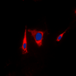 Immunofluorescence analysis of HEK293T cells using KSR1 antibody