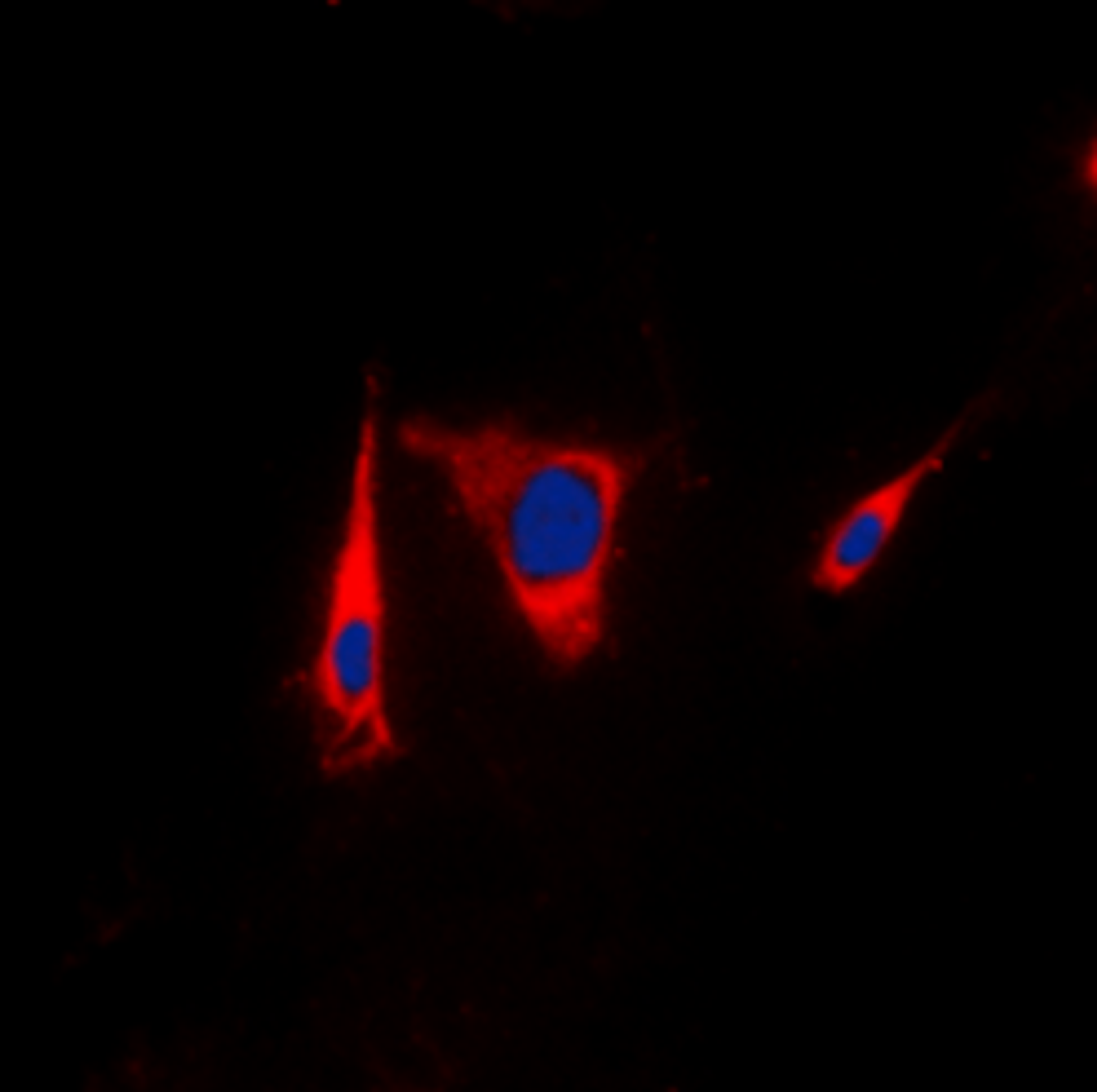 Immunofluorescence analysis of HEK293T cells using KSR1 antibody