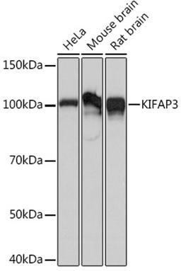 Western blot - KIFAP3 Rabbit mAb (A5216)