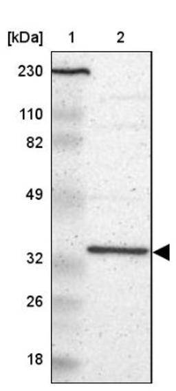 Western Blot: RPLP0 Antibody [NBP1-82859] - Lane 1: Marker [kDa] 230, 110, 82, 49, 32, 26, 18<br/>Lane 2: Human cell line RT-4