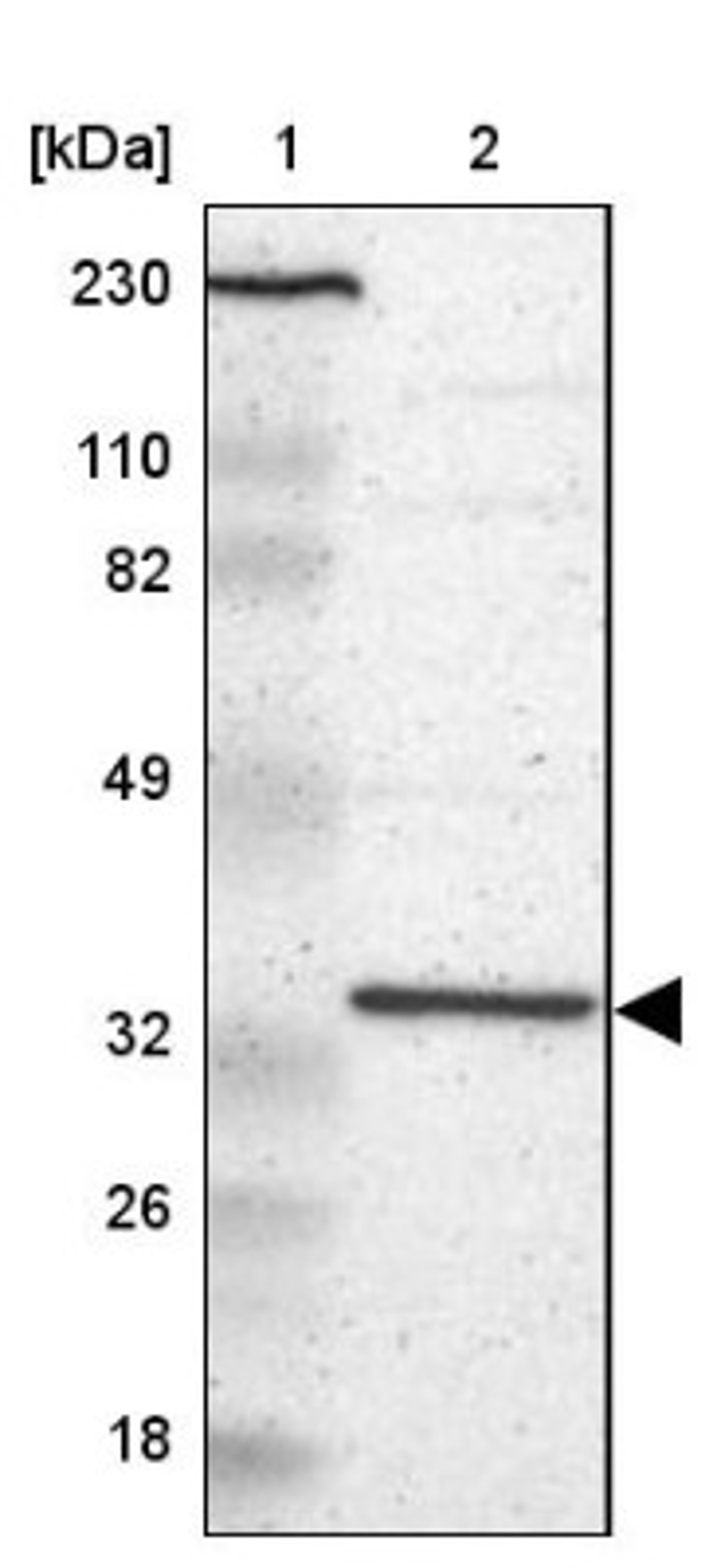 Western Blot: RPLP0 Antibody [NBP1-82859] - Lane 1: Marker [kDa] 230, 110, 82, 49, 32, 26, 18<br/>Lane 2: Human cell line RT-4