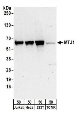 Detection of human and mouse MTJ1 by western blot.