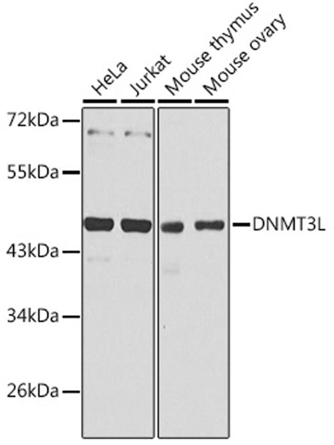 Western blot - DNMT3L antibody (A13591)