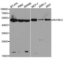 Western blot analysis of extracts of various cell lines using RUVBL2 antibody