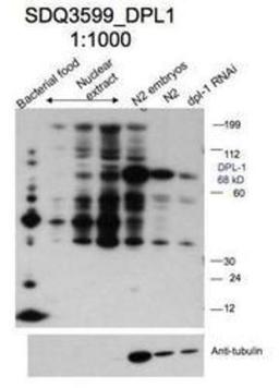 Western Blot: dpl-1 Antibody [44950002] - This image is specific to animal number SDQ3599 Dilution 1:1000