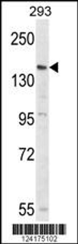 Western blot analysis of PCDH17 Antibody in 293 cell line lysates (35ug/lane)