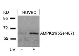 Western blot analysis of extracts from HUVEC cells untreated or treated with UV using AMPKa1(Phospho-Ser487)Antibody.