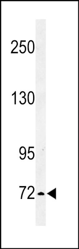 Western blot analysis of IL1RAPL2 Antibody in K562 cell line lysates (35ug/lane)