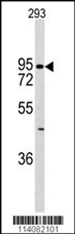 Western blot analysis of anti-DH6 Antibody in 293 cell line lysates (35ug/lane)