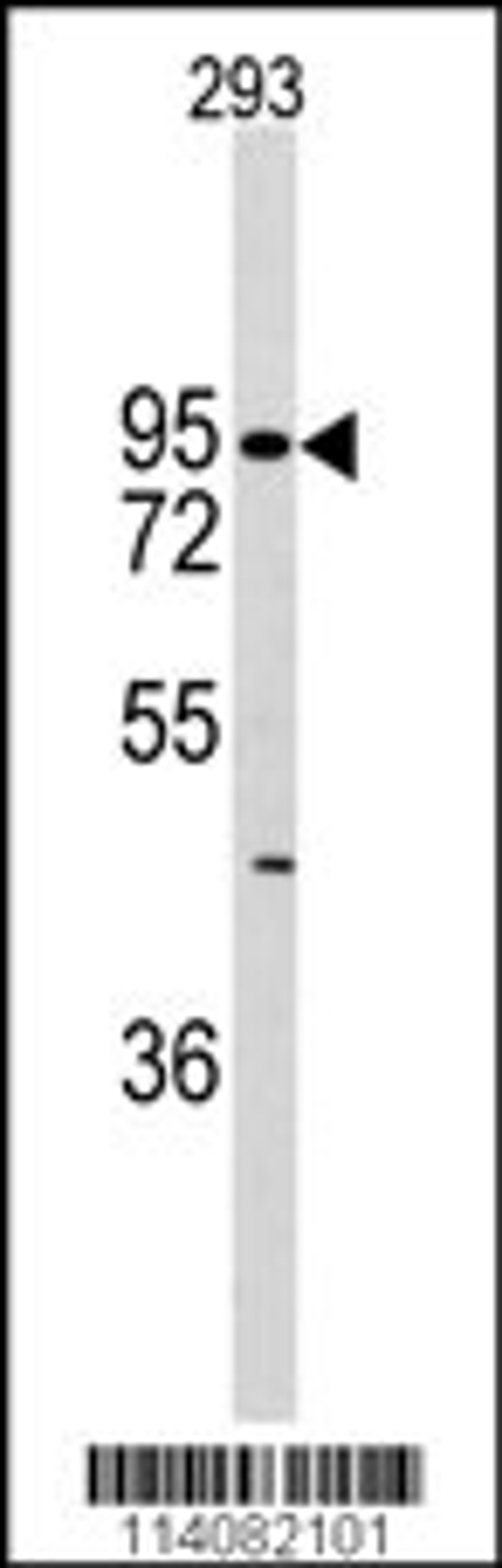 Western blot analysis of anti-DH6 Antibody in 293 cell line lysates (35ug/lane)