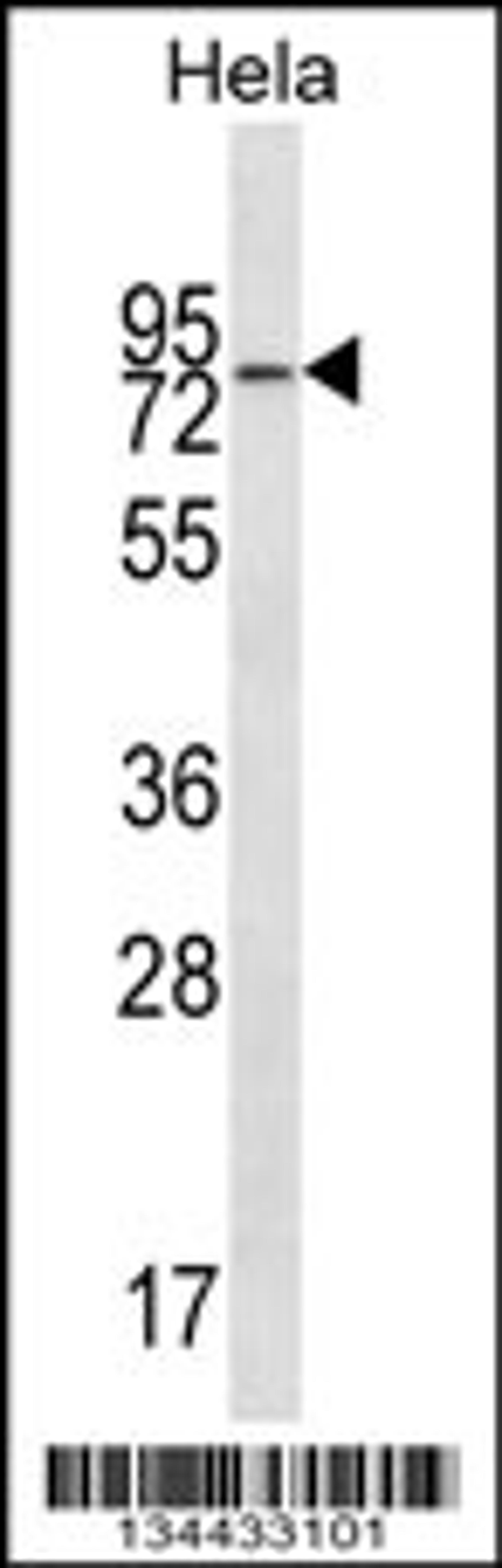 Western blot analysis in Hela cell line lysates (35ug/lane).