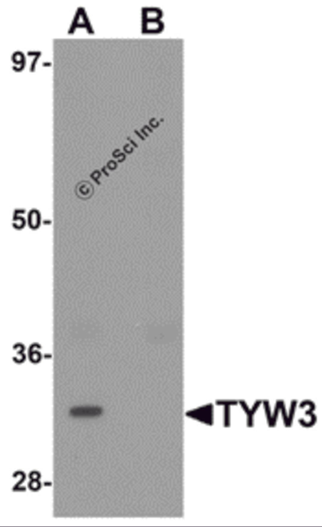 Western blot analysis of TYW3 in A549 cell lysate with TYW3 antibody at 1 &#956;g/mL in (A) the absence and (B) the presence of blocking peptide.