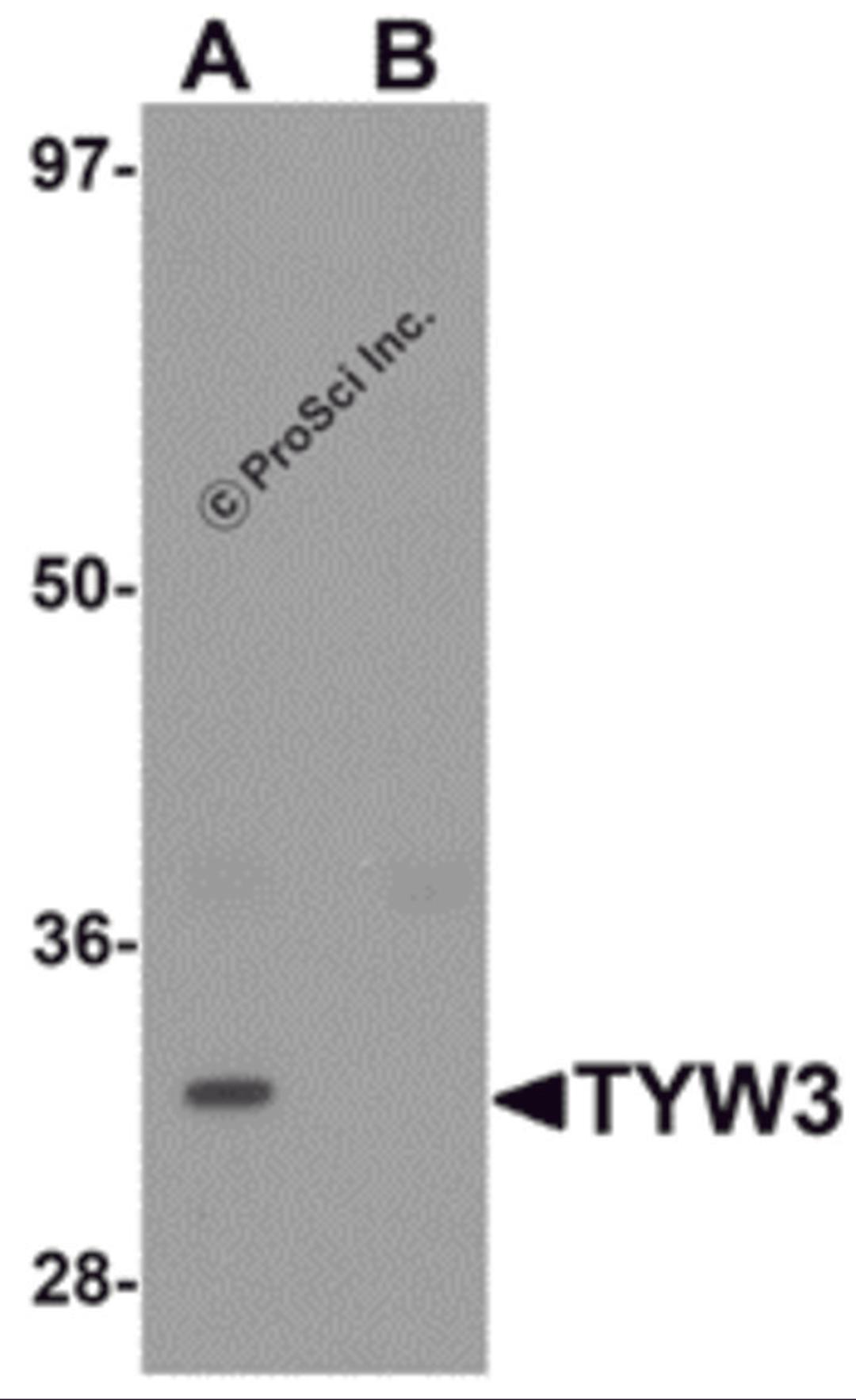 Western blot analysis of TYW3 in A549 cell lysate with TYW3 antibody at 1 μg/mL in (A) the absence and (B) the presence of blocking peptide.