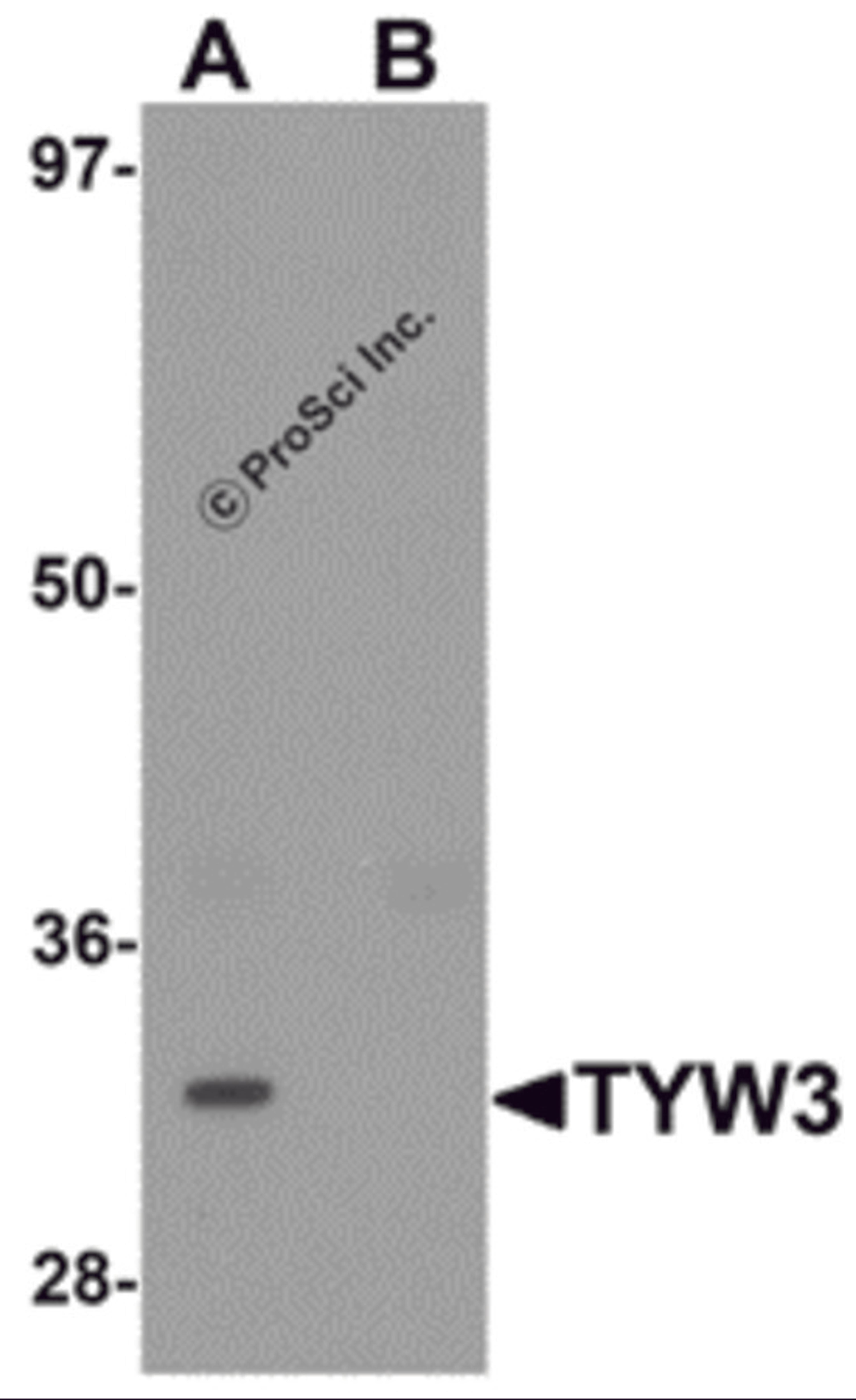 Western blot analysis of TYW3 in A549 cell lysate with TYW3 antibody at 1 μg/mL in (A) the absence and (B) the presence of blocking peptide.