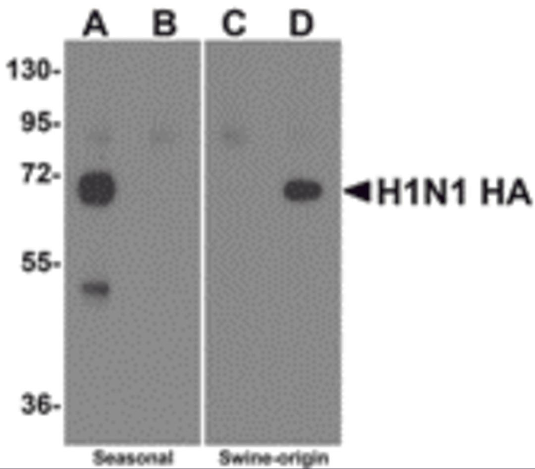 Western blot analysis of Hemaggutinin using recombinant seasonal Hemagglutinin (lanes A & B) and swine-origin Hemagglutinin (lanes C & D) with anti-seasonal Hemagglutinin antibody (5235) at 2 μg/mL (lanes A & C) and anti-swine-origin Hemagglutinin an