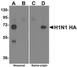 Western blot analysis of Hemaggutinin using recombinant seasonal Hemagglutinin (lanes A & B) and swine-origin Hemagglutinin (lanes C & D) with anti-seasonal Hemagglutinin antibody (5235) at 2 μg/mL (lanes A & C) and anti-swine-origin Hemagglutinin an