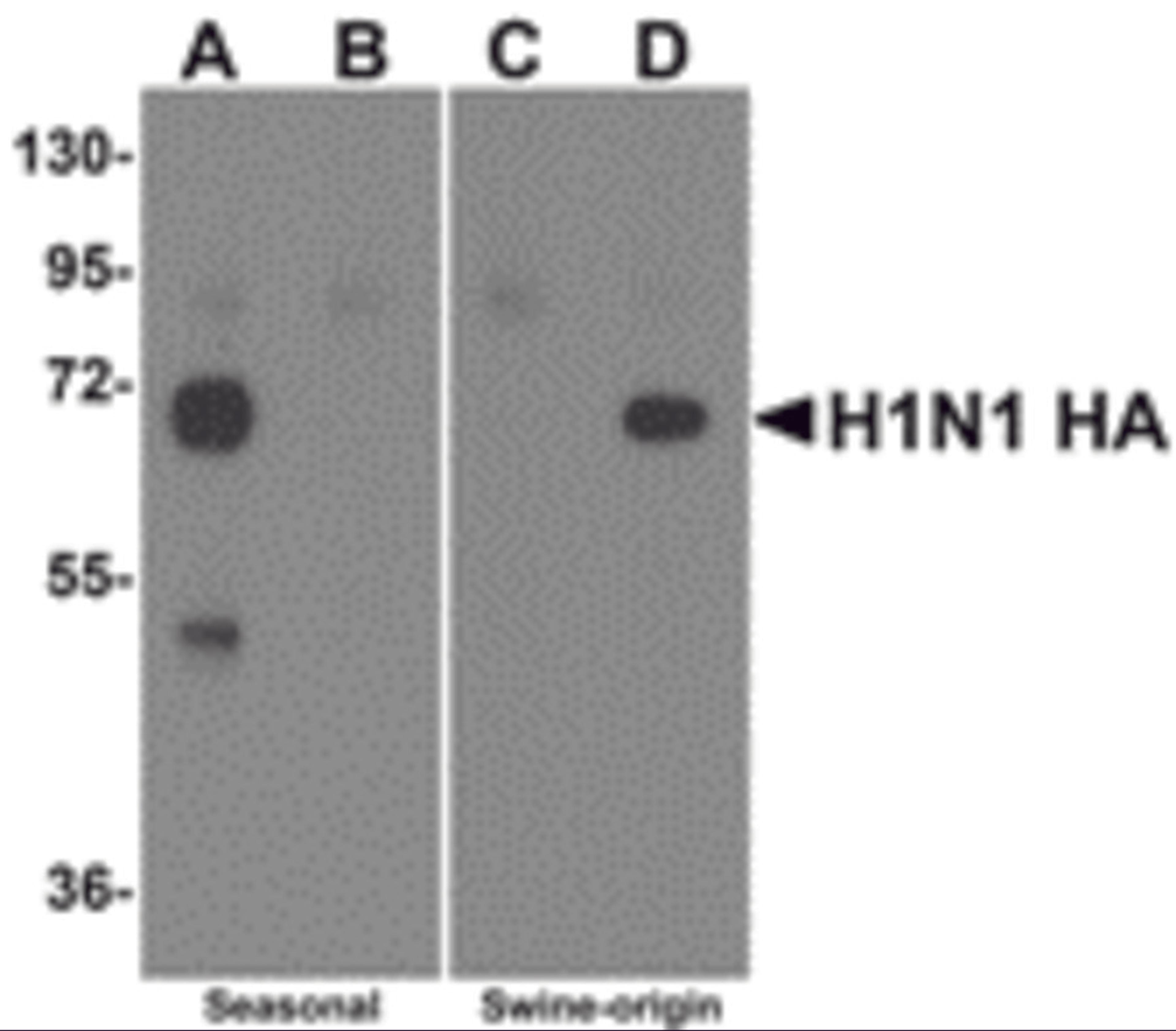Western blot analysis of Hemaggutinin using recombinant seasonal Hemagglutinin (lanes A & B) and swine-origin Hemagglutinin (lanes C & D) with anti-seasonal Hemagglutinin antibody (5235) at 2 μg/mL (lanes A & C) and anti-swine-origin Hemagglutinin an