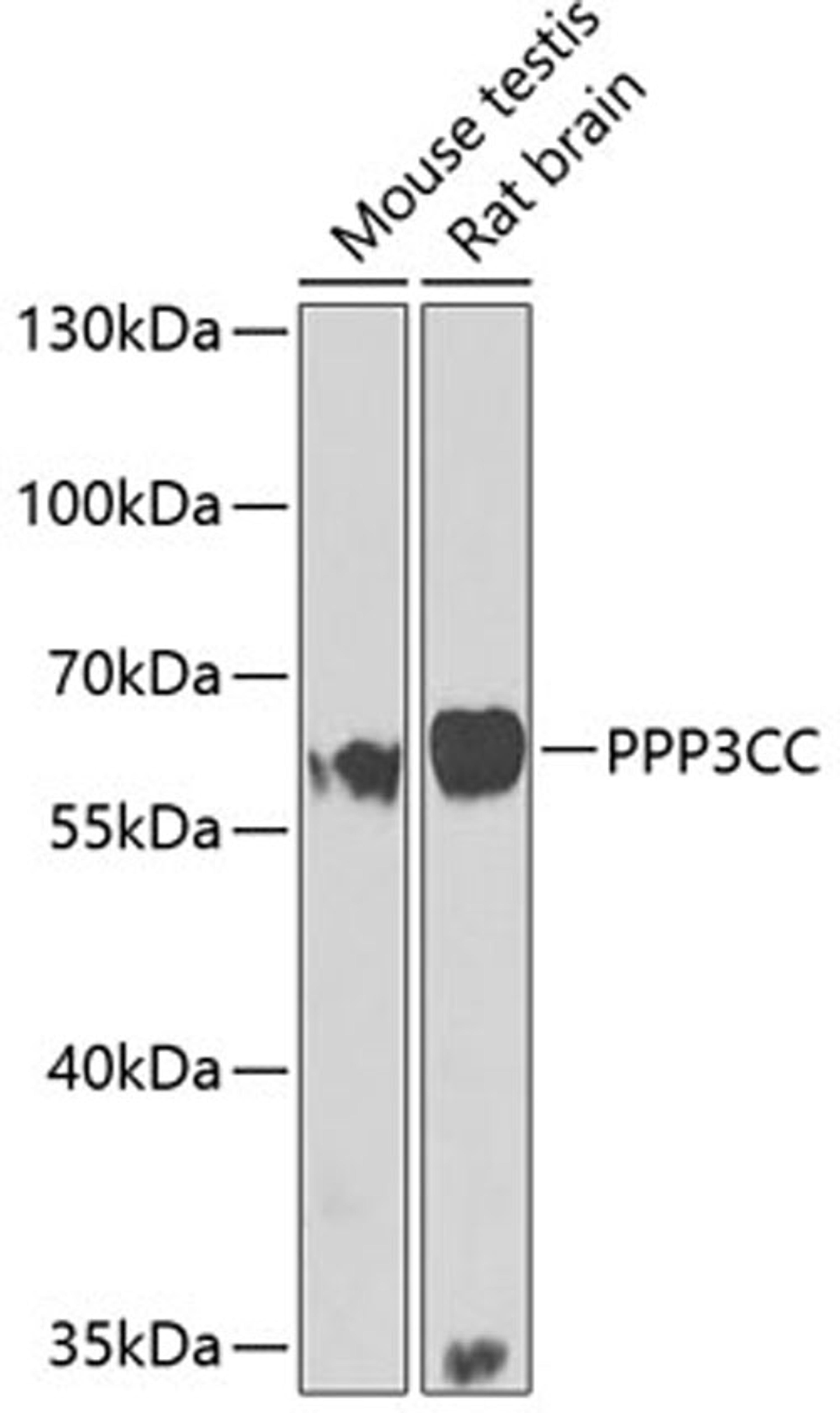 Western blot - PPP3CC antibody (A7714)