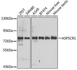 Western blot - ASPSCR1 antibody (A7481)